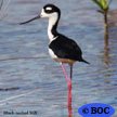 Stilt