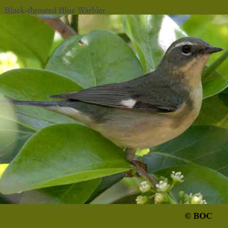 BOC