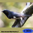 Black-throated Blue Warbler