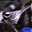 Black-throated Gray Warbler