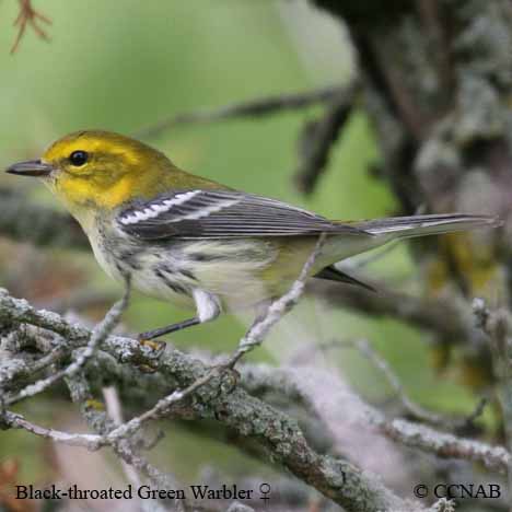 Black-throated Green Warbler