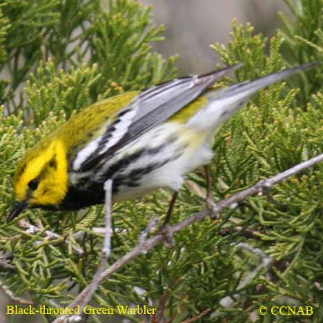 Birds of North America