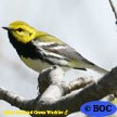 Black-throated Green Warbler
