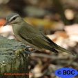 Black-whiskered Vireo