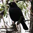 Black coloured Birds