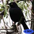Black coloured Birds