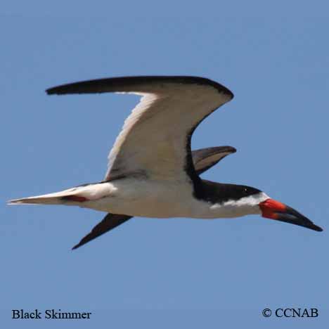 Black Skimmer