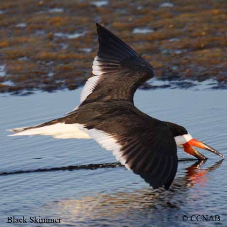 Black Skimmer