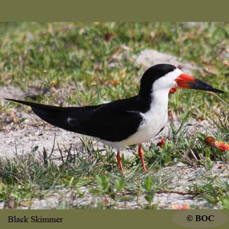 Birds of Cuba