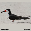 Black Skimmer