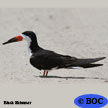 Black Skimmer