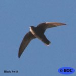 Black Swift