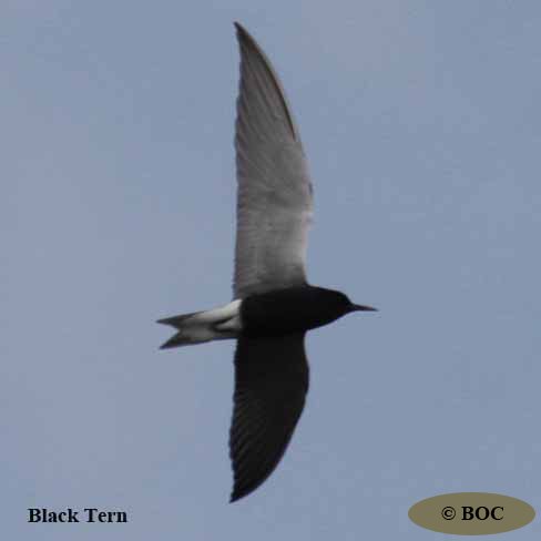 BOC