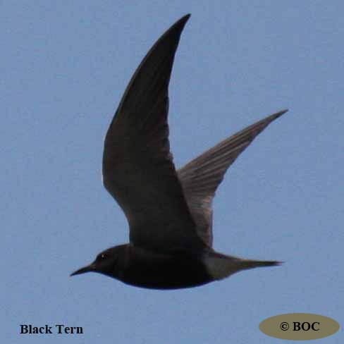 BOC