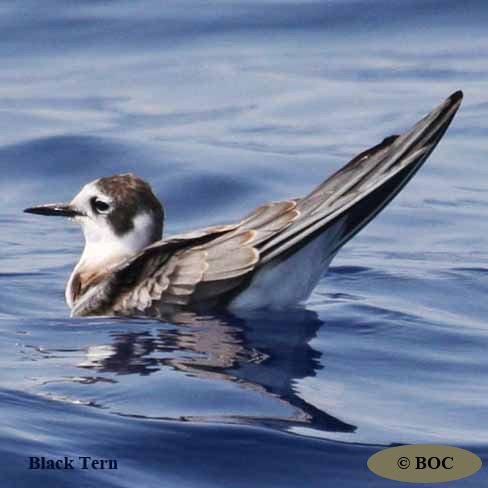 Birds of Cuba