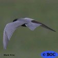 Black Tern