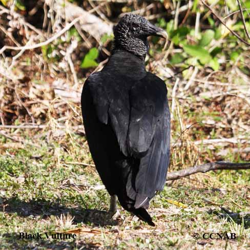 Black Vulture