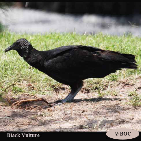 Birds of Cuba