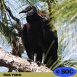 Black Vulture