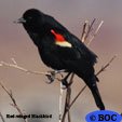 Blackbirds