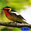 Blackburnian Warbler