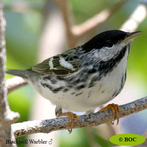 Birds of Cuba
