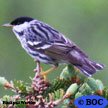 Blackpoll Warbler