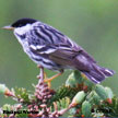 Blackpoll Warbler