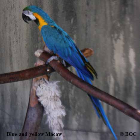 Macaws, picture of macaws