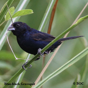 Blue-black Grassquit