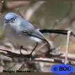 Blue-gray Gnatcatcher