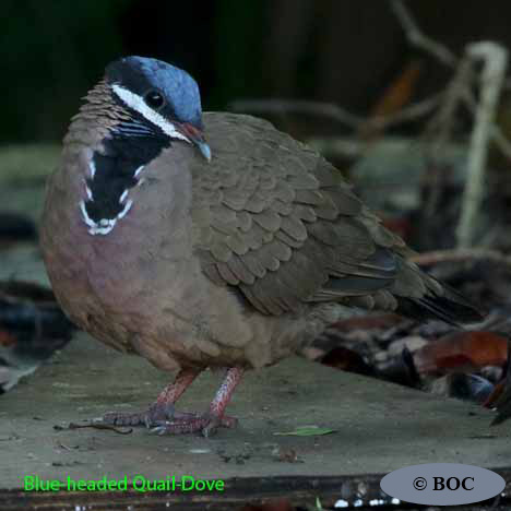 Birds of Cuba