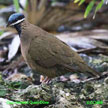 Blue-headed Quail-Dove