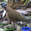 Blue-headed Quail-Dove