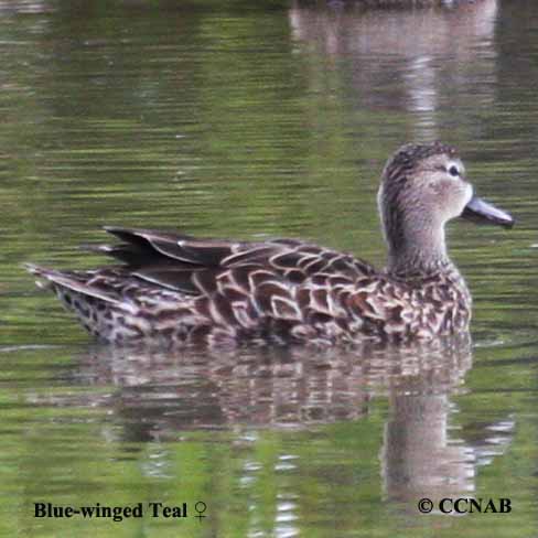 Blue-winged Teal