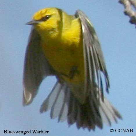 Blue-winged Warbler