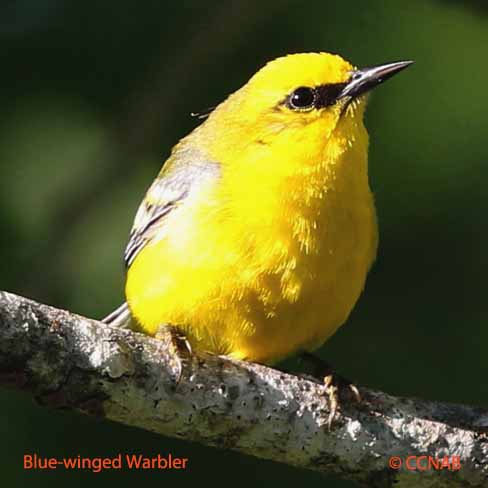 Blue-winged Warbler