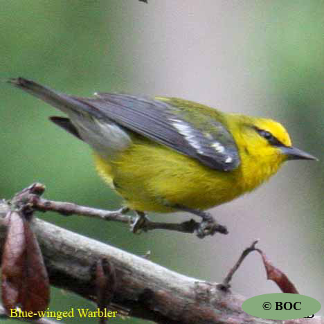 Birds of Cuba