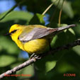 Blue-winged Warbler