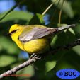 Blue-winged Warbler