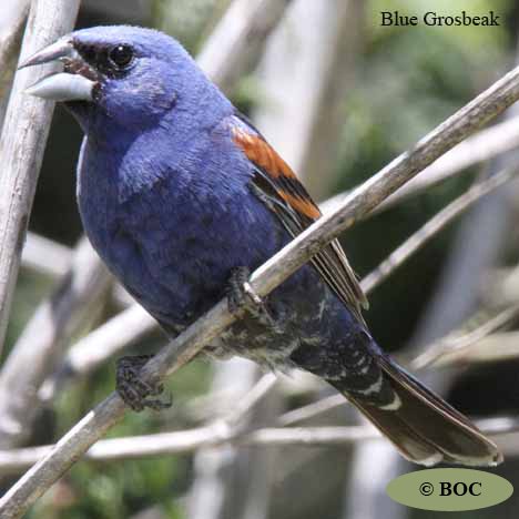 Birds of Cuba