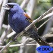 Blue Grosbeak