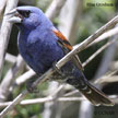 Blue Grosbeak