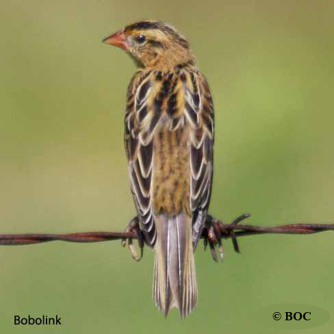 BOC