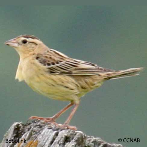 Bobolink