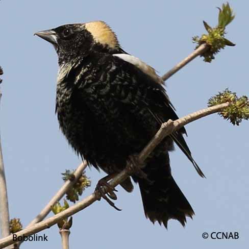 Bobolink