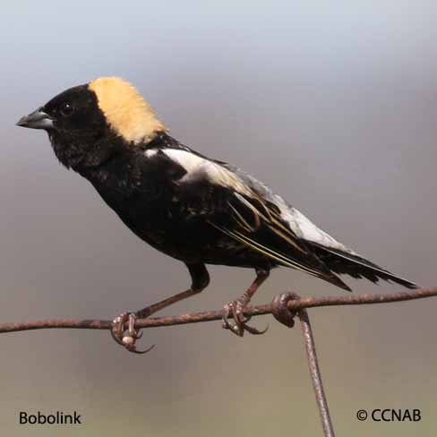 Birds of North America