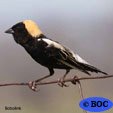 Bobolink