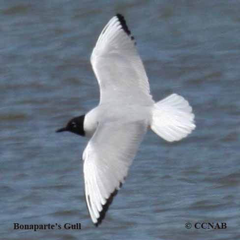 Bonaparte's Gull