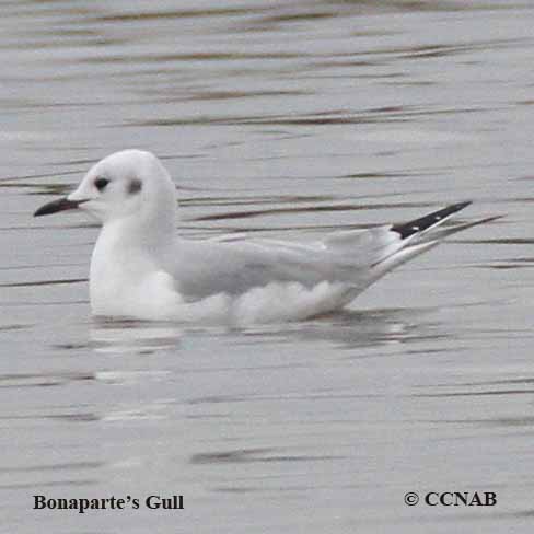 Birds of North America